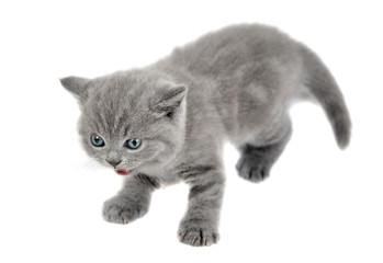 Adorable british little kitten