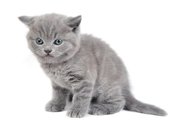 Obraz premium Adorable british little kitten