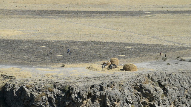 Farmers using cattle to separate the teff grain