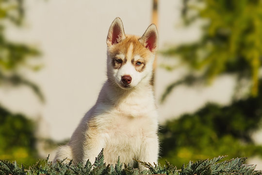 Little puppy Siberian Husky playing on the lawn