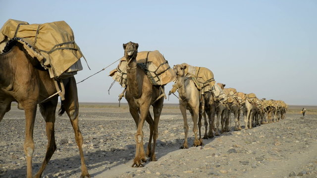 Camel caravans, Danakil Depression, Ethiopia