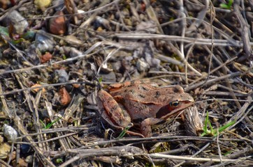 Frog