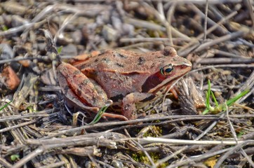 Frog