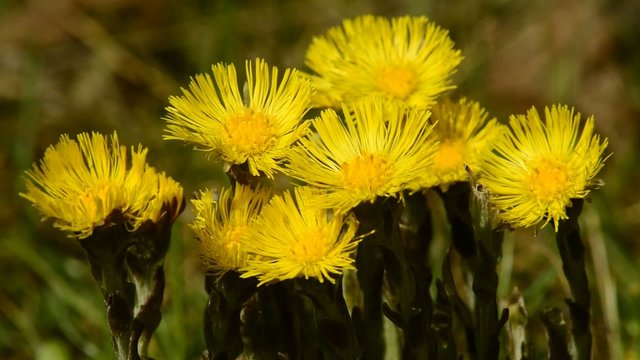 Huflattich, Tussilago farfara, Heilpflanze mit Bl&uuml;te