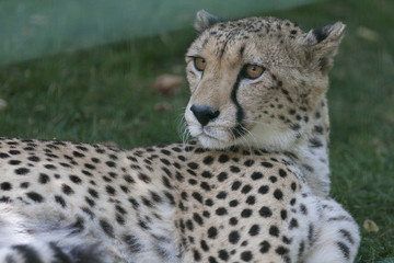 leopard at the zoo