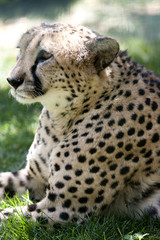 leopard at the zoo