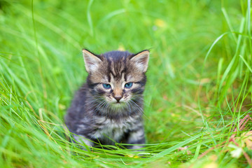 Naklejka na ściany i meble Cute little kitten walking on the grass