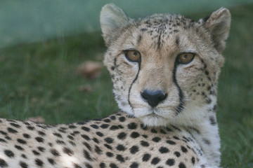 leopard at the zoo