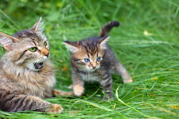 Fototapeta na wymiar Mom cat with her little kitten outdoors