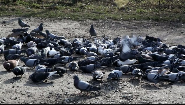 A flock of pigeons flock to feed. HD video