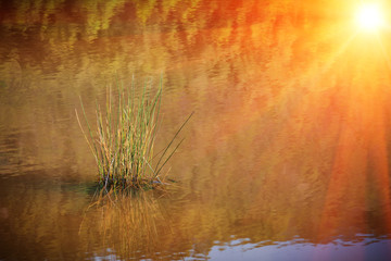 grass reflected in sunny water