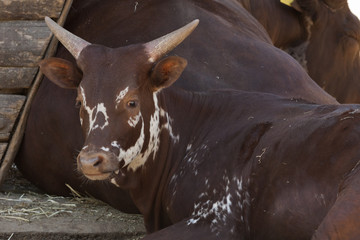 cows in the farm