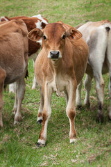Naklejka na ściany i meble young cattle calves