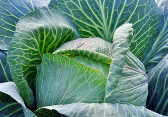 Fototapeta premium fresh cabbage in the vegetable garden
