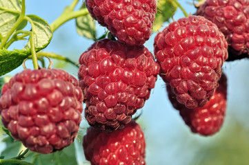 close-up of ripe raspberry