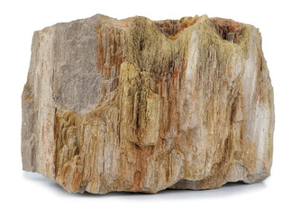Petrified Wood