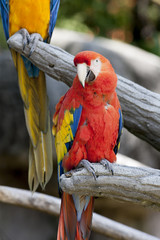ara macaw parrot on its perch