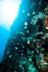 schooling fish coral scuba diver kapoposang indonesia