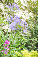 Obraz premium Flower bed with agapanthus flowers in a garden
