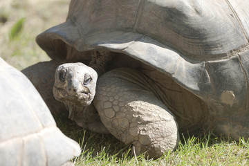 tortoise at zoo
