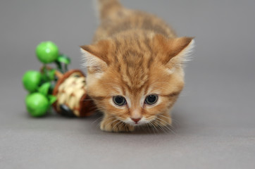 Little orange British kitten
