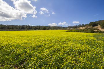 Fototapeta premium Beautiful spring in ibiza with flowers