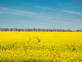 Obraz premium Yellow oilseed rape field under the blue sky of Ukraine.