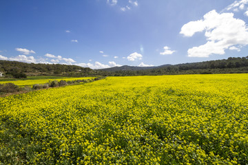 Fototapeta premium Spring with blue sky in ibiza, Spain
