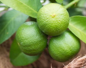 lime trees.