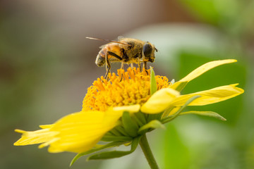 Bee on the flower