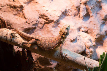 Bartagame im Terrarium