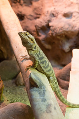 Bartagame auf dem Ast