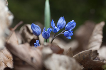blue spring flower