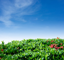Shrub fence and sky