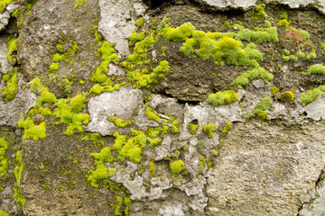 stone limestone overgrown with moss