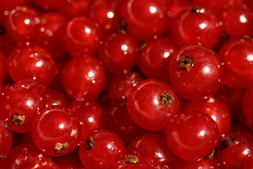Background red currants