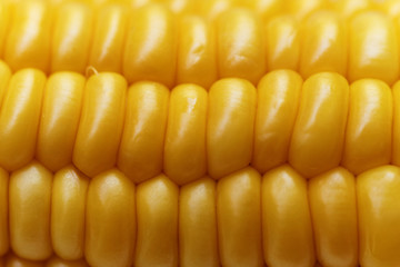 Corn background