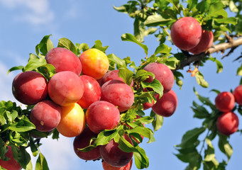 ripe plums on a tree branch