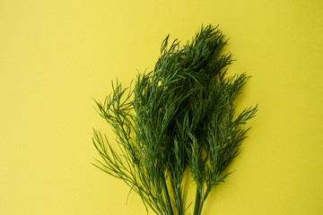 dill on yellow background