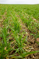 Green field