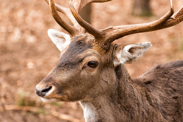 Hirsch