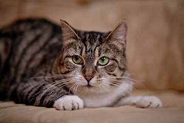 Portrait of a gray striped cat.