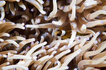 Anemonefish kapoposang Indonesia hiding inside anemone diver