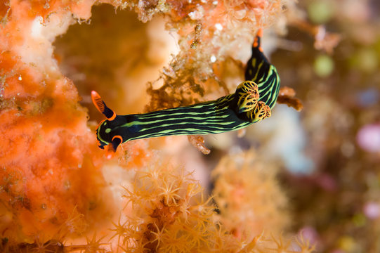 nembrotha sp nudibranch kapoposang indonesia diver scuba diving