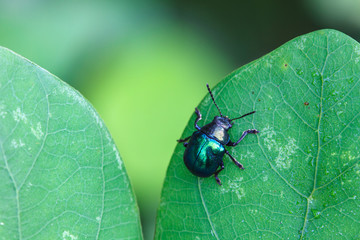 Naklejka premium insect in nature background