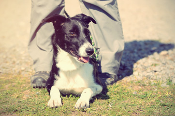 Vintage photo of a Border Collie