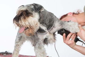 dog hairdresser, hairstyle, spa for dogs , schnauzer