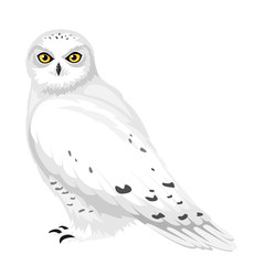 Obraz premium Snowy owl. Vector illustration.