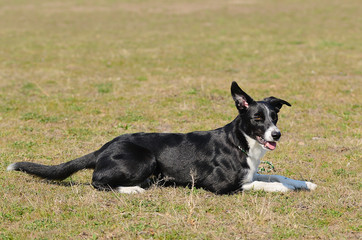 Beauty Border Collie on field