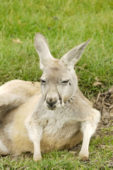 Portrait of a Wallaby 